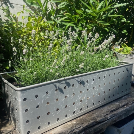 La lavande pousse dans une jardinière métallique perforée "Suroy" de la Caisse Industrielle 1960, placée sur une surface en bois ensoleillée avec un feuillage vert luxuriant en arrière-plan. Brocante 93
