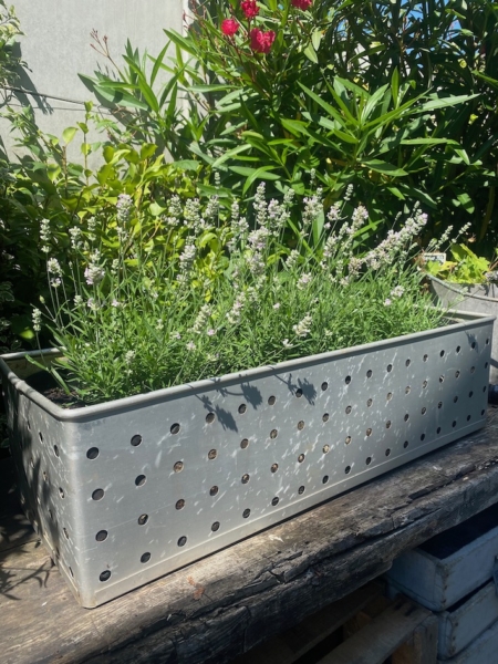 La lavande pousse dans une jardinière métallique perforée "Suroy" de la Caisse Industrielle 1960, placée sur une surface en bois ensoleillée avec un feuillage vert luxuriant en arrière-plan. Brocante 93