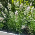 Des plantes de lavande aux fleurs violet clair poussent dans une jardinière vintage blanche Caisse Industrielle 1960 "Suroy", entourée d'un feuillage vert luxuriant pour une charmante ambiance de jardin des années 1960. Brocante 93