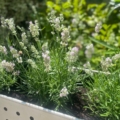 Des plantes lavande avec des fleurs violet pâle dans une jardinière blanche perforée "Suroy" de la Caisse Industrielle 1960, baignant dans la lumière du soleil - un charmant clin d'œil au design des années 1960. Brocante 93