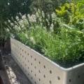 Plantes de lavande poussant dans une Caisse Industrielle 1960 "Suroy", une jardinière vintage en métal blanc avec des trous, à l'extérieur en plein soleil. Brocante 93