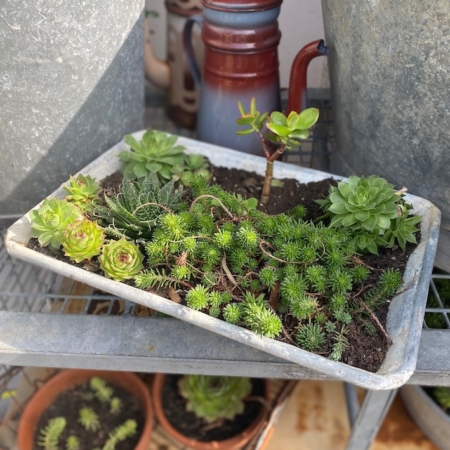 Un plateau en métal vintage rempli d'une variété de petites plantes succulentes vertes repose sur la Jardinière Bac Galva 1960 VENDU, entouré de plantes et de pots supplémentaires, créant une charmante ambiance brocante 93. Brocante 93