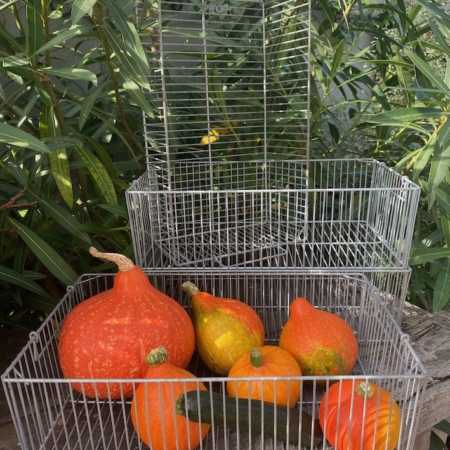 Paniers d'Epicerie Vintage 1970 VENDU remplis de citrouilles et de courges assorties reposent sur une surface en bois, entourés de feuillage vert. Brocante 93