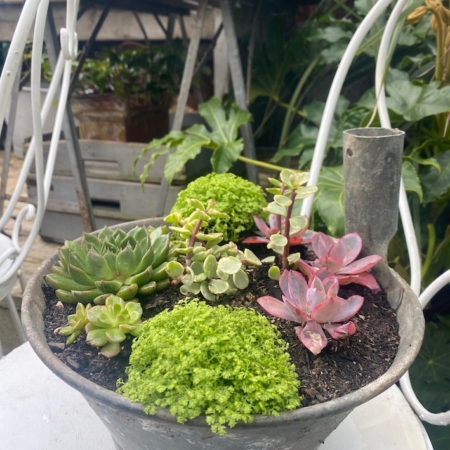 La Jardinière Louche 1960, présentant un délicieux assortiment de plantes succulentes vertes et roses, trône gracieusement sur une chaise blanche dans un jardin extérieur. Brocante 93
