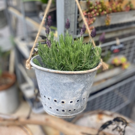 Pots Suspendus 1950* suspendus avec plantes vertes et fleurs violettes, sur fond de plantes encore plus nombreuses et d'étagères métalliques brocante 93. Brocante 93