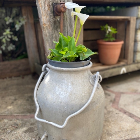 Des lys calla blancs poussent dans un Pot à lait 1950, un bidon à lait argenté vintage, posé sur un patio en pierre à côté de meubles en bois rustiques. Brocante 93