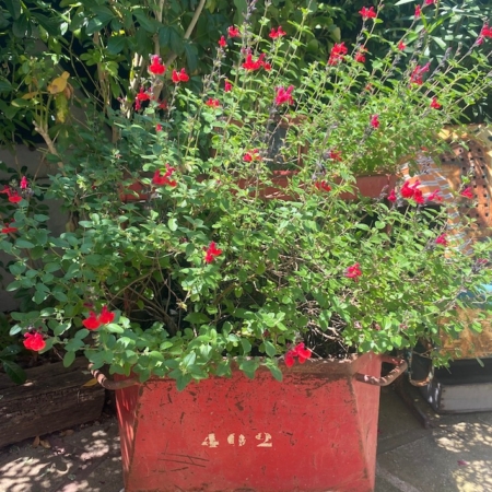 Des fleurs rouges s'épanouissent dans une jardinière en métal rouge vintage Chariot Industriel 1950 marquée "4192", exposée à l'extérieur parmi des plantes vertes feuillues. Brocante 93