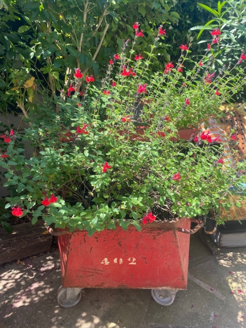 Des fleurs rouges s'épanouissent dans une jardinière en métal rouge vintage Chariot Industriel 1950 marquée "4192", exposée à l'extérieur parmi des plantes vertes feuillues. Brocante 93