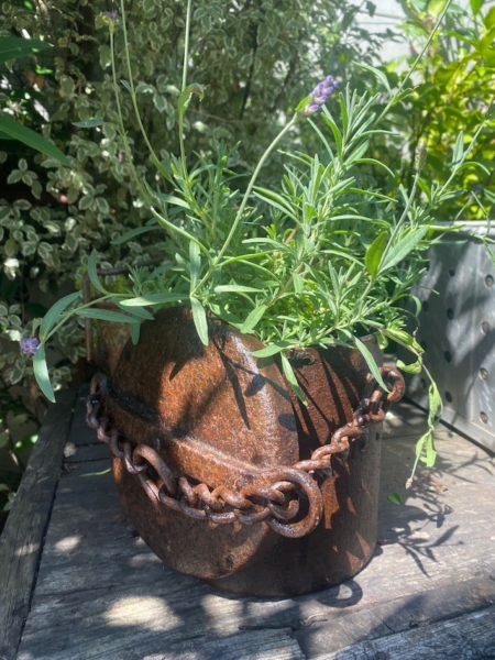 Un récipient en métal rouillé avec une chaîne, utilisé comme plante pour la lavande, est posé à l'extérieur sur une surface en bois. Brocante 93