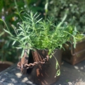 Plante de lavande poussant dans un récipient en métal rouillé avec une chaîne, placé sur une surface en bois usée à l'extérieur. Brocante 93