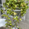 Du lierre vert s'échappe d'un support de plantes en métal blanc sur un mur texturé de couleur claire. Brocante 93