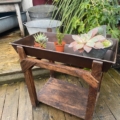 Un banc de rempotage en bois contient de petites plantes succulentes en pot sur une terrasse avec des plantes en arrière-plan. Brocante 93
