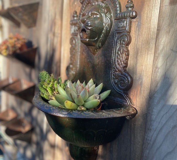Fontaine murale décorative à tête de lion avec des plantes grasses poussant dans le bassin, montée sur une clôture en bois. Brocante 93