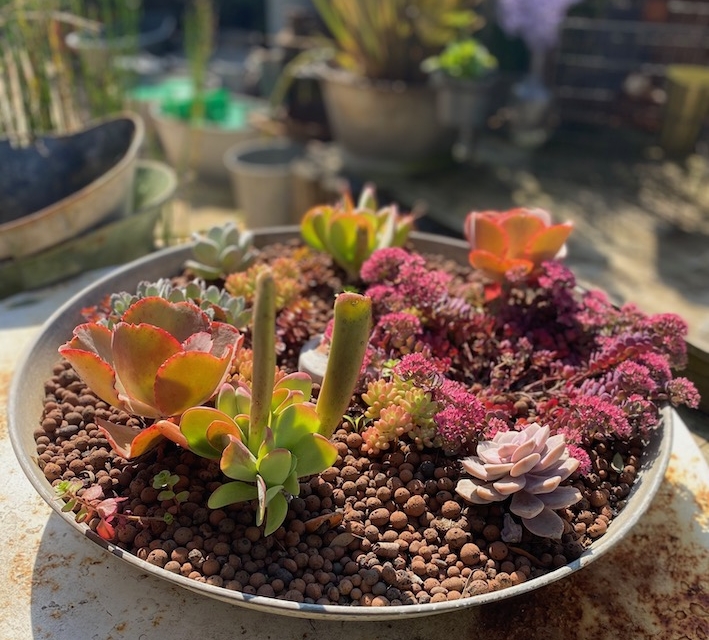 Un jardin peu profond rempli de plantes succulentes colorées et de cailloux en plein soleil. Brocante 93