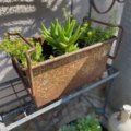 Un bac industriel en métal de 1960, patiné par la rouille, présente des plantes succulentes d'un vert éclatant sur une étagère en métal baignée par la lumière du soleil. Brocante 93