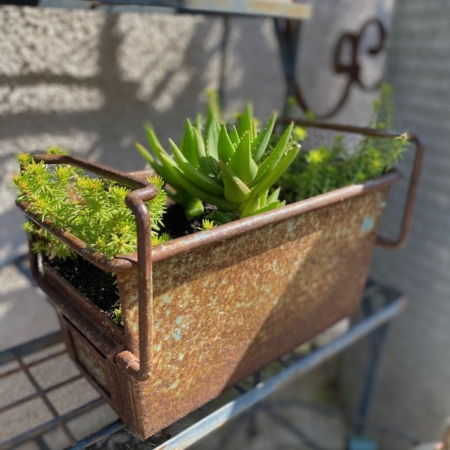 Le Bac industriel 1960 est une jardinière rectangulaire rustique en métal datant de 1960, remplie de plantes grasses vertes et présentée sur une étagère métallique extérieure à la lumière du soleil. Brocante 93