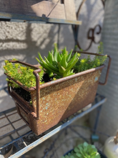 Le Bac industriel 1960 est une jardinière rectangulaire rustique en métal datant de 1960, remplie de plantes grasses vertes et présentée sur une étagère métallique extérieure à la lumière du soleil. Brocante 93