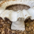 Une urne « Vasque Médicis XXe siècle », blanche et patinée, repose sur des copeaux de bois ; la rouille et la saleté viennent rehausser son bord cannelé, évoquant l'élégance intemporelle de cette époque. Brocante 93